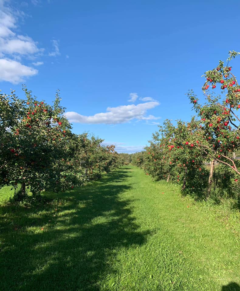 Ranch et Jardins Myké, autocueillette de bleuets et pommes | 414 Chem. des Îles, Pintendre, QC G6C 7M5, Canada | Phone: (418) 839-0207