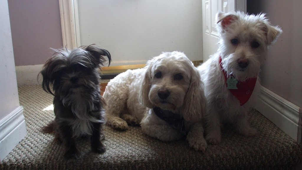 Little Doggy Playcare & House Sitting | Salt Spring Island | 115 Fulford-Ganges Rd #3013, Salt Spring Island, BC V8K 1W2, Canada | Phone: (250) 537-7827