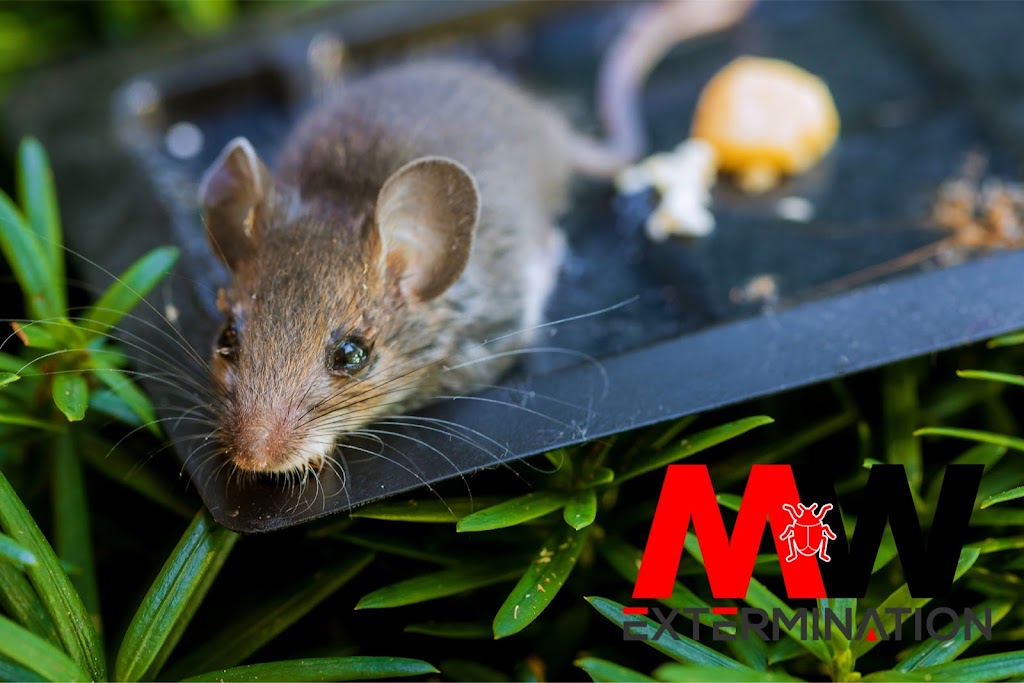 MW Extermination Acton Vale | 2558 Chem. Perreault Guilmain, Saint-Pie, QC J0H 2B0, Canada | Phone: (819) 473-7399