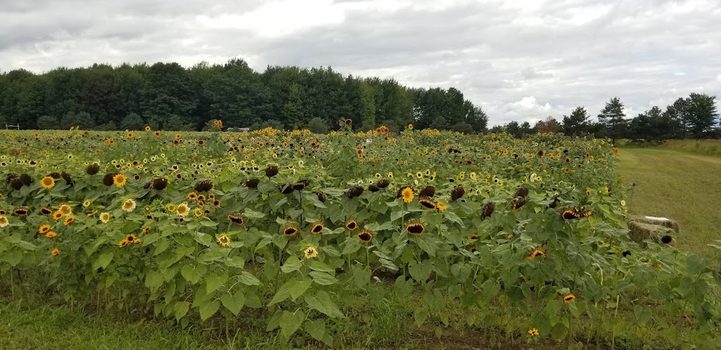 Jardin chez Julie et Lova | 75 QC-201, Coteau-du-Lac, QC J0P 1B0, Canada | Phone: (450) 802-8005