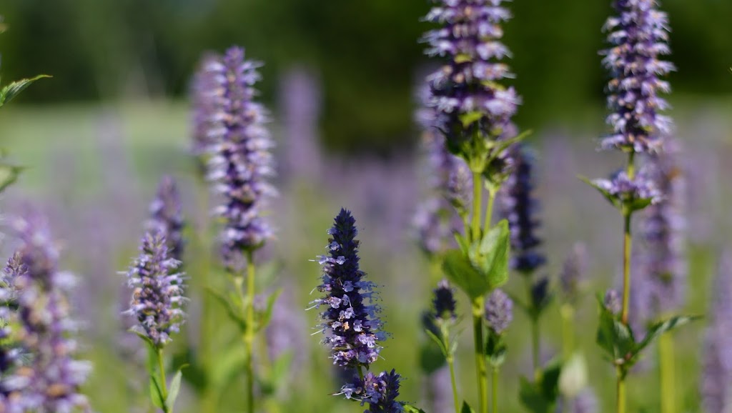 The Sacred Gardener | 486 Trail Blazers Rd, Golden Lake, ON K0J 1X0, Canada | Phone: (613) 625-1106