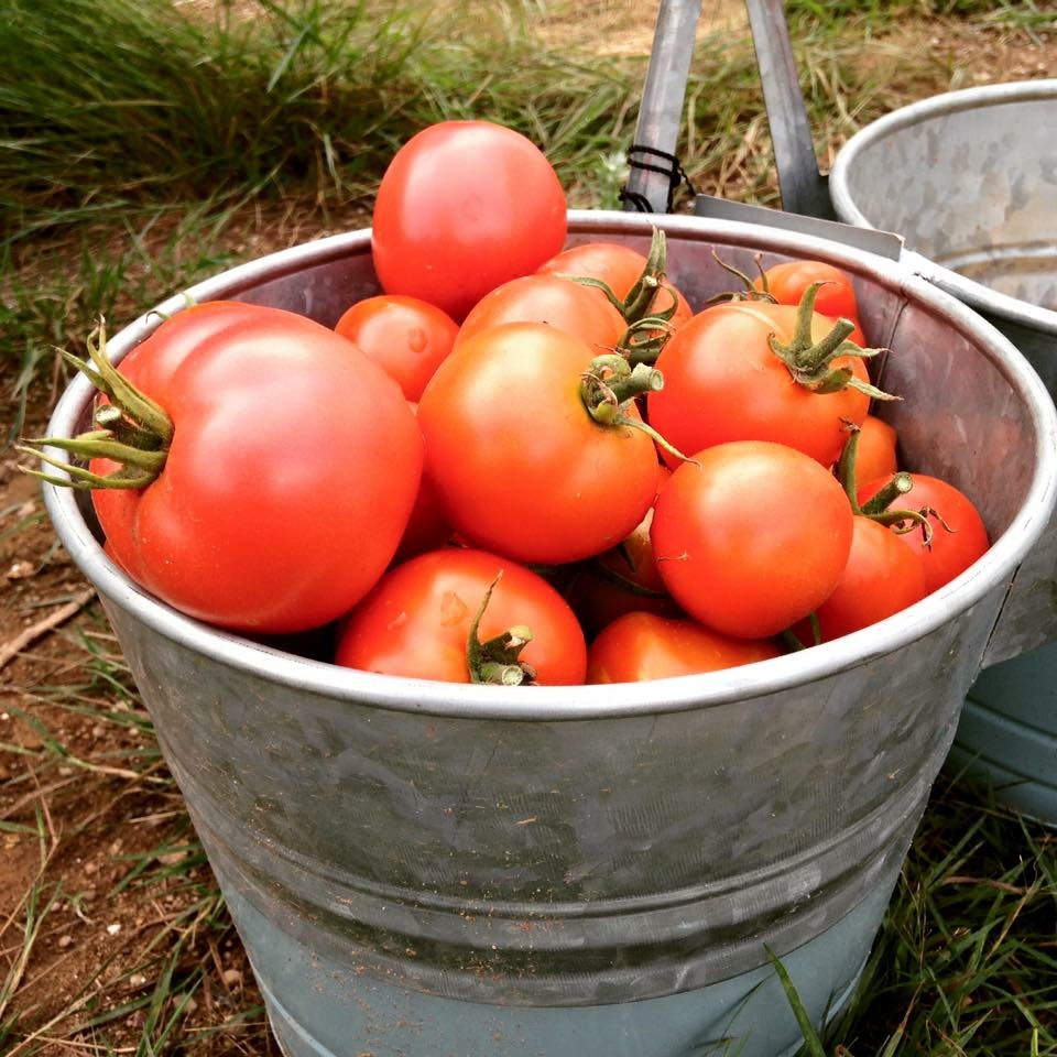 Fundy Farms: Local Harvest | 3578 NB-114, Edgetts Landing, NB E4H 2G9, Canada | Phone: (506) 851-9911