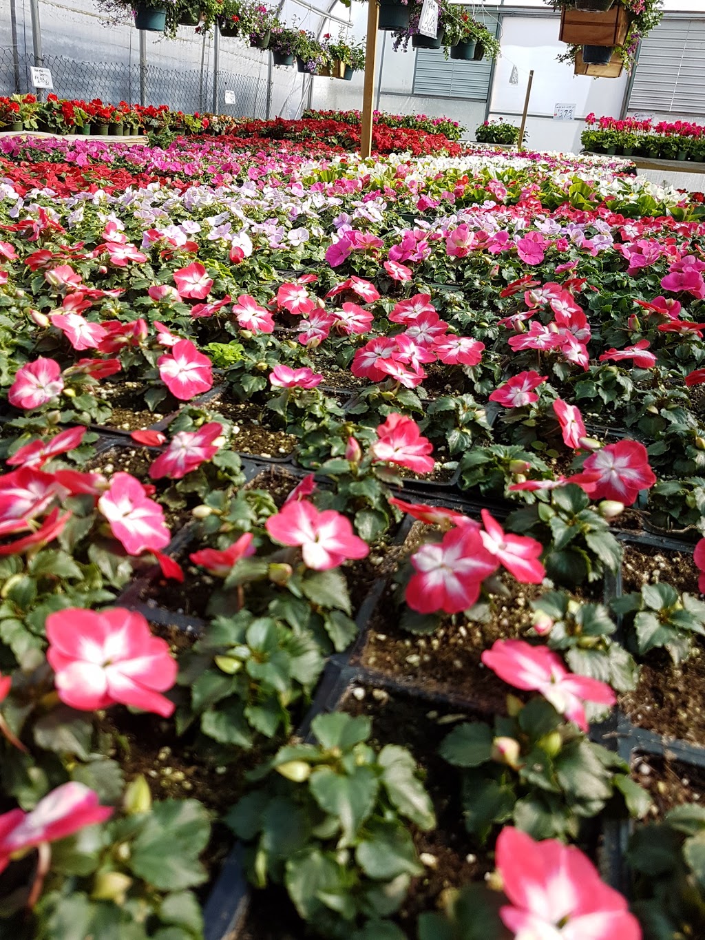 Jenny S Garden Centre 4888 Marine Dr Burnaby Bc V5j 3g6 Canada