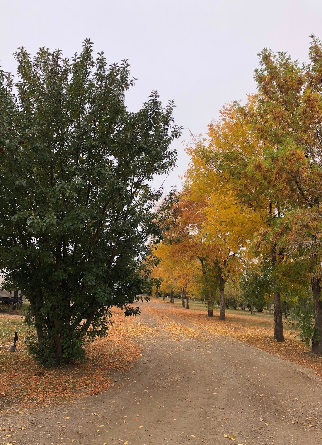 Westside Campsite | Box 142, 185008 15 St W, Brooks, AB T1R 1B2, Canada | Phone: (403) 362-4713