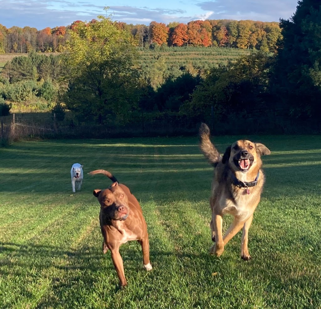 Dont Forget Me! Dog Boarding & Day Care | 5834 3rd Line, Tottenham, ON L0G 1W0, Canada | Phone: (416) 907-3052