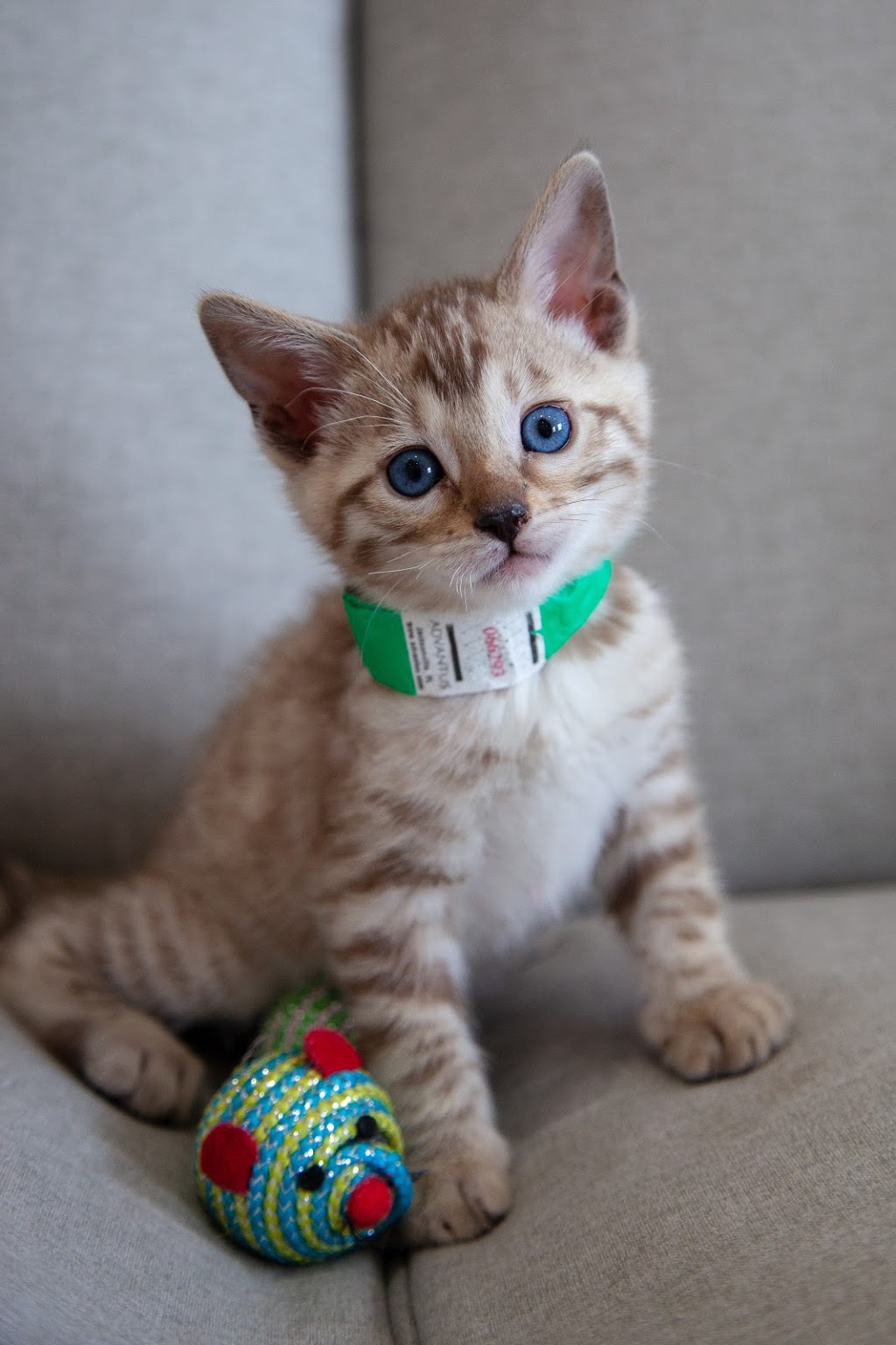 Mandy’s Bengals | 5875 Hwy 7 Unit #8, Woodbridge, ON L4L 1T9, Canada | Phone: (416) 509-7899