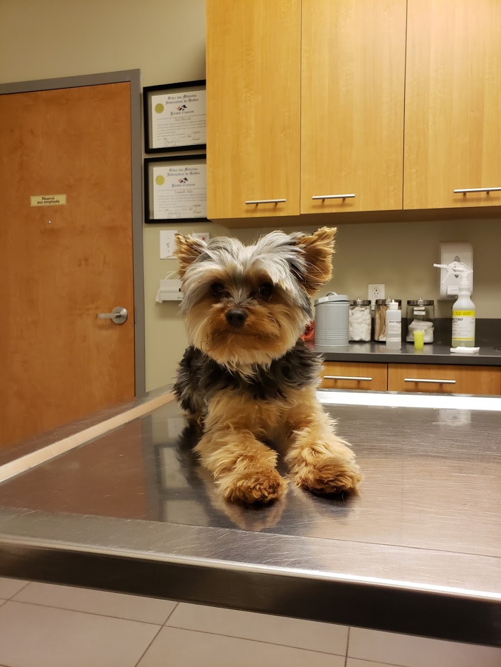 Laval Veterinary Centre | 4530, A. 440, Laval, QC H7T 2P7, Canada | Phone: (450) 781-1200