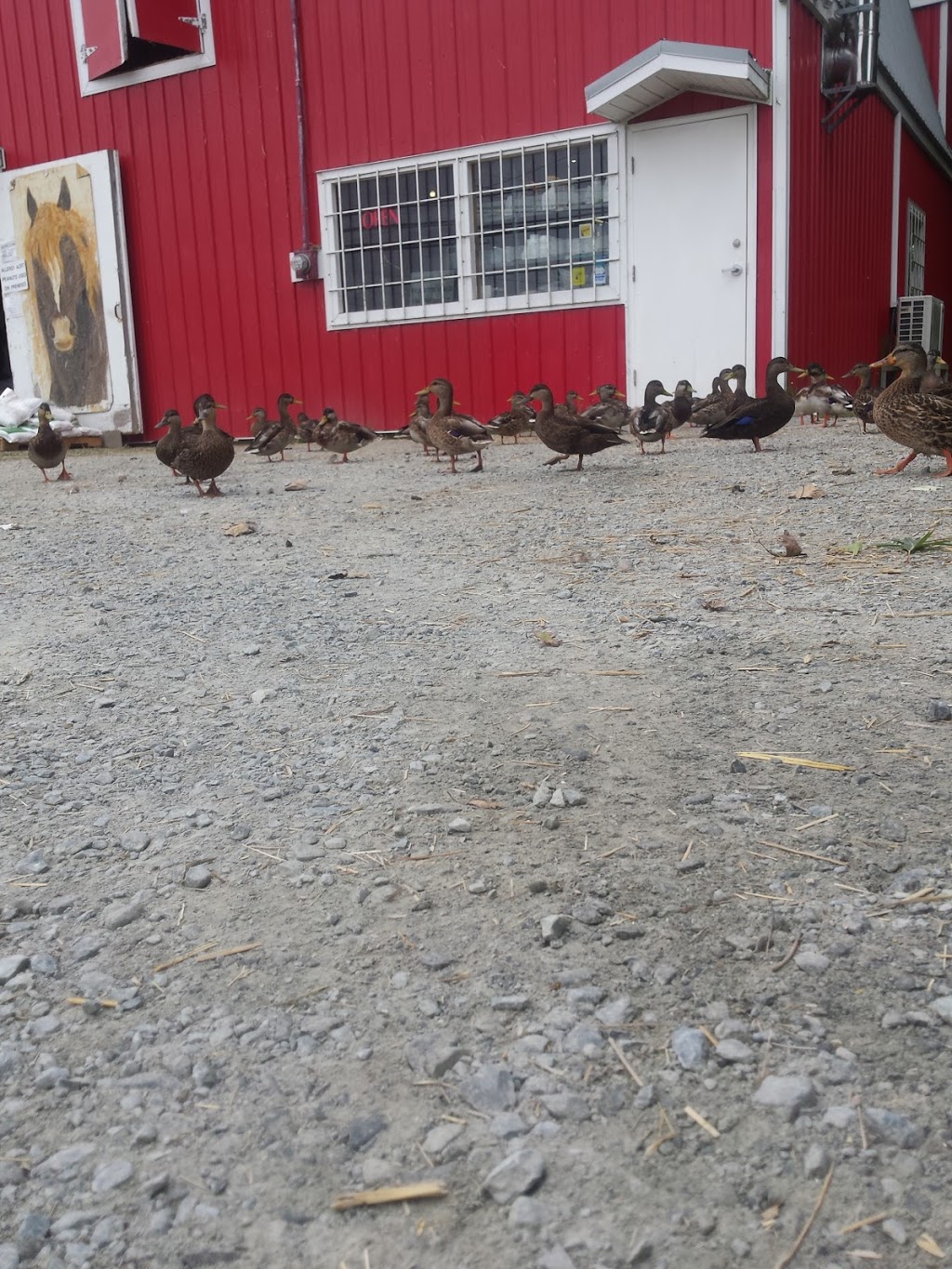 Walkers Livestock Feed & Supplies | 1397 Cole Harbour Road, Dartmouth, NS B2V 1N5, Canada | Phone: (902) 435-5561