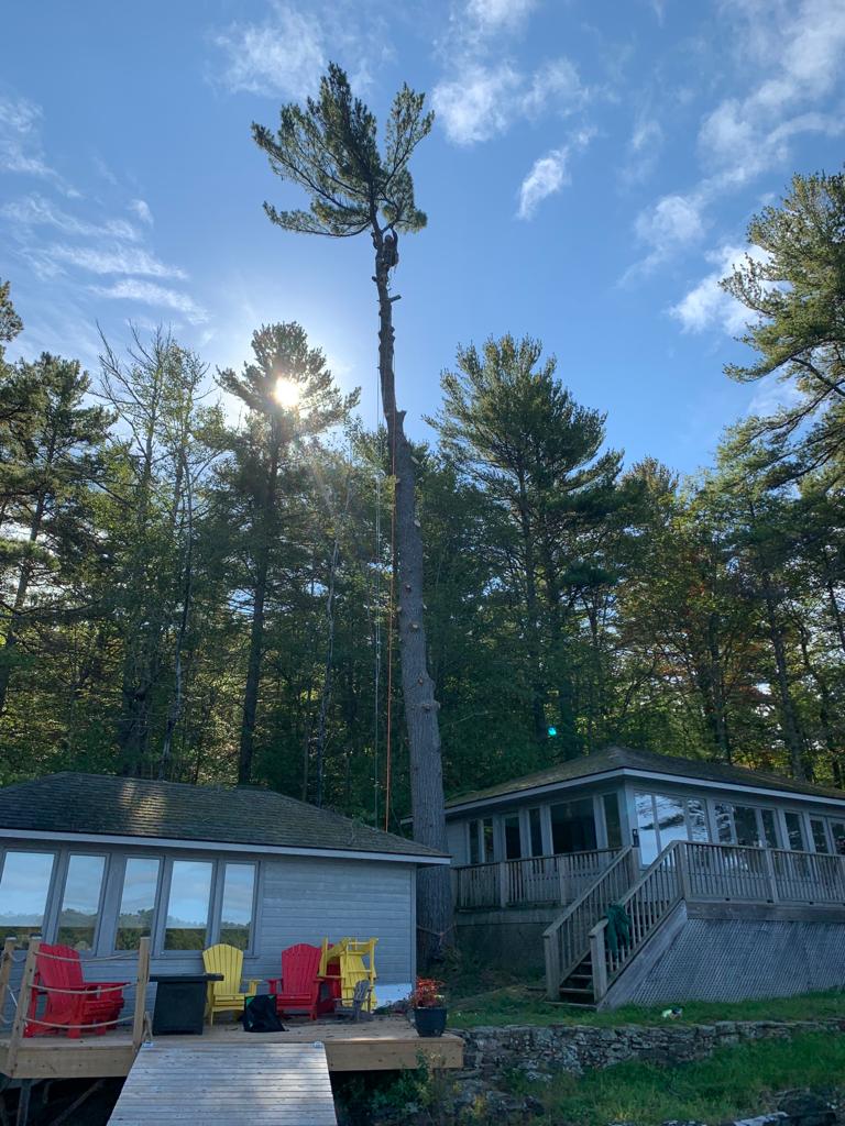 Barks Tree Service | 46 Eder Trail, Minesing, ON L9X 0G8, Canada | Phone: (705) 770-7498