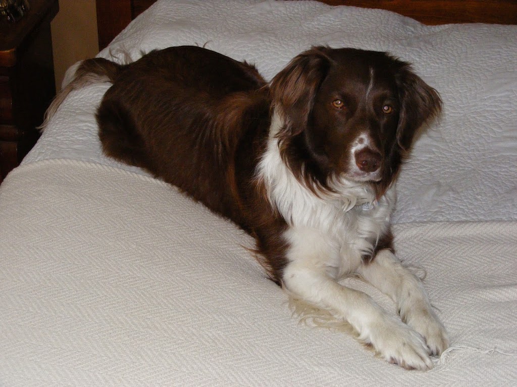 Binbrook Animal Hospital | 3087 Hamilton Regional Rd 56, Binbrook, ON L0R 1C0, Canada | Phone: (905) 692-2693