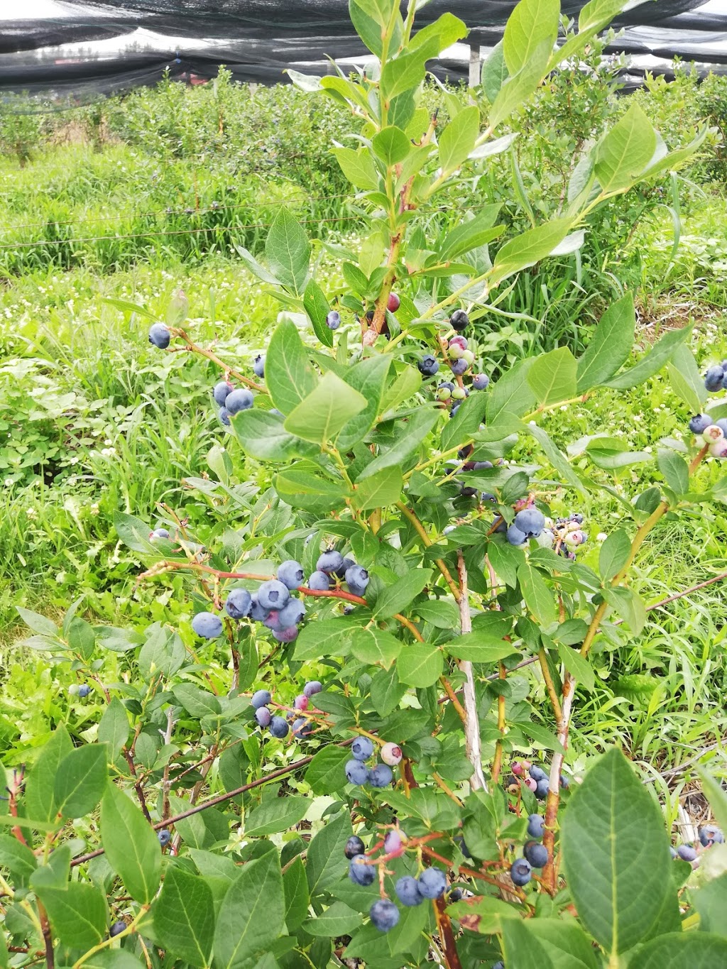 Sheldon Berries | 276347 27th Line, Lakeside, ON N0M 2G0, Canada | Phone: (519) 283-6025