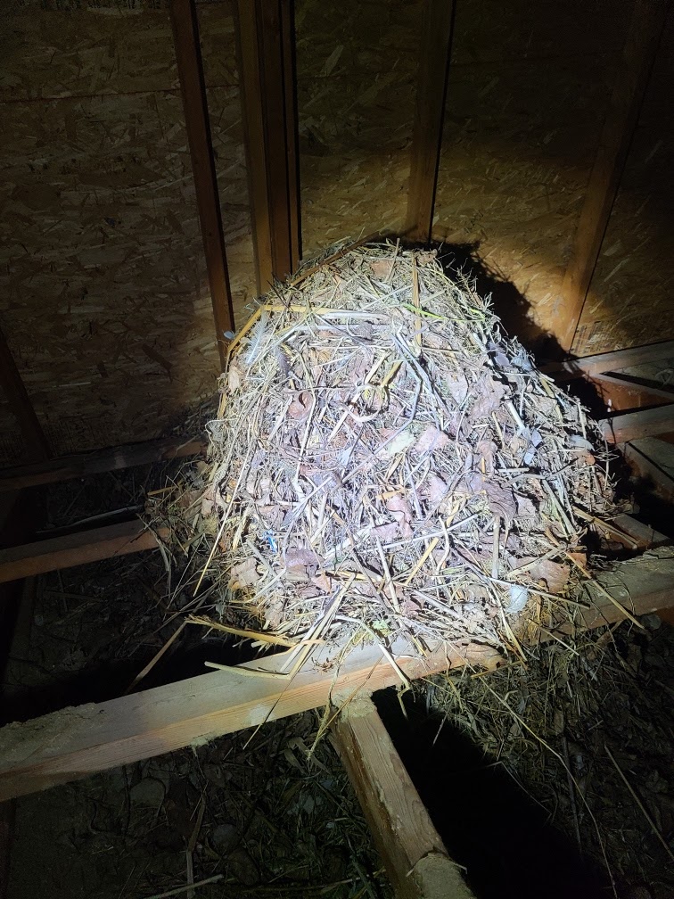 Solace Pest Solutions | 370 Herchimer Ave Unit 442, Belleville, ON K8N 4Z6, Canada | Phone: (613) 902-6333