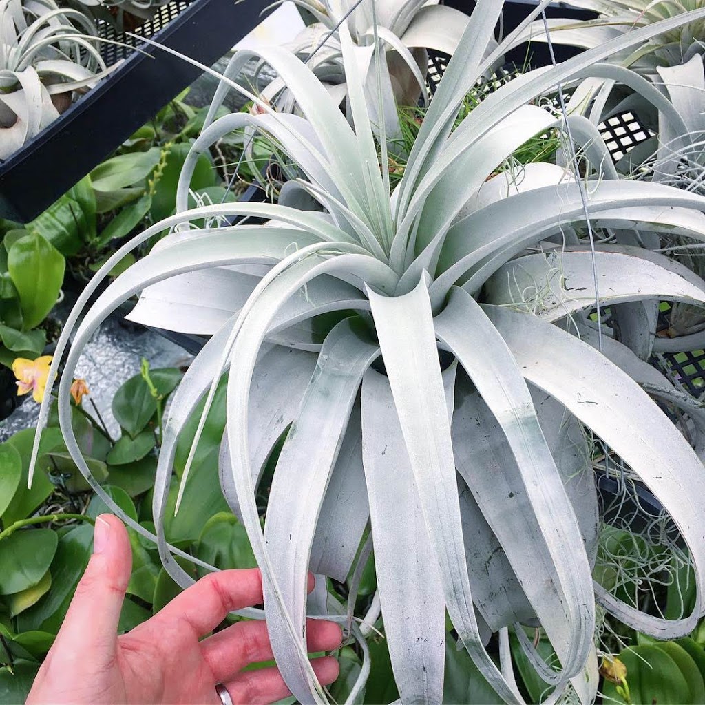 Crystal Star Nursery | 20815 2nd Concession Rd, East Gwillimbury, ON L9N 0G9, Canada | Phone: (905) 478-8398