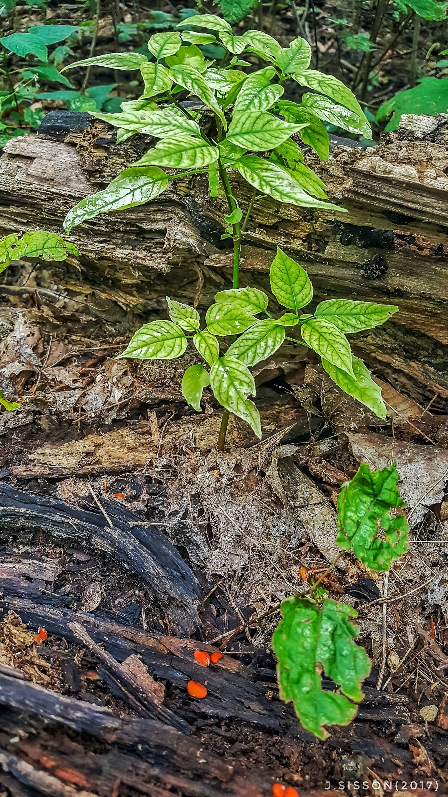 Misty Sugar Park | 75 Mistysugar Trail, Thornhill, ON L4J 8T6, Canada
