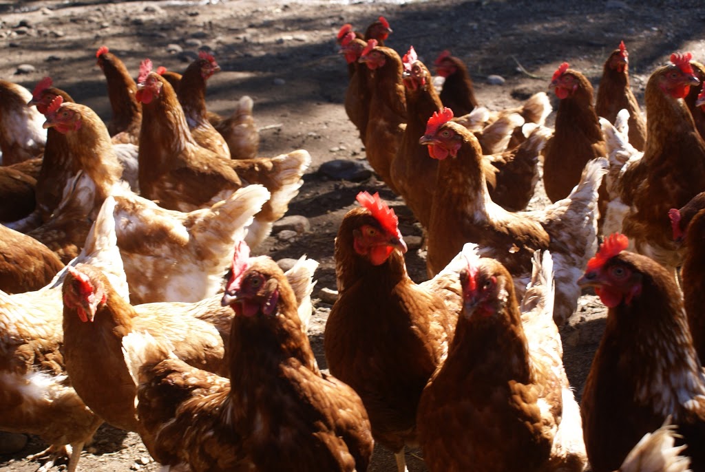 Kelowna Urban Farm and RV Park | 2075 K. L. O. Rd, Kelowna, BC V1W 2H9, Canada | Phone: (250) 870-8998