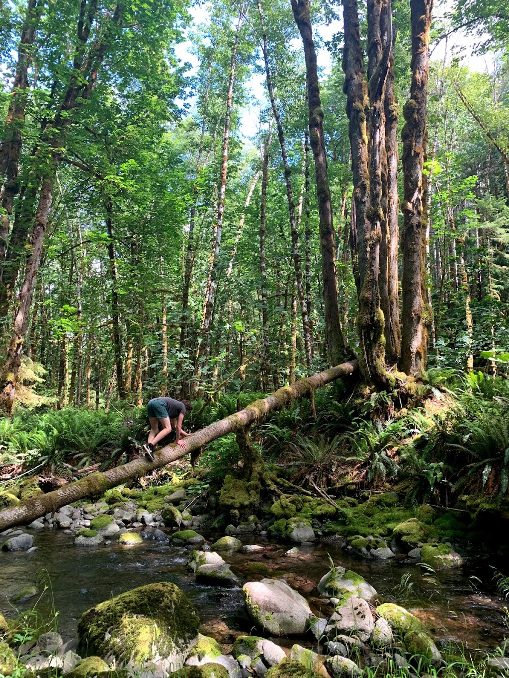 Fossli Provincial Park | Alberni-Clayoquot D, BC V0R 2B0, Canada | Phone: (250) 474-1336