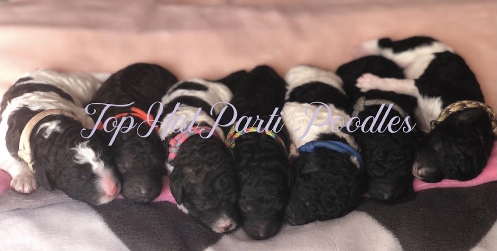 Top Hat Parti Poodles | 172 Clareview Rd NW, Edmonton, AB T5A 3Y3, Canada | Phone: (780) 278-2884