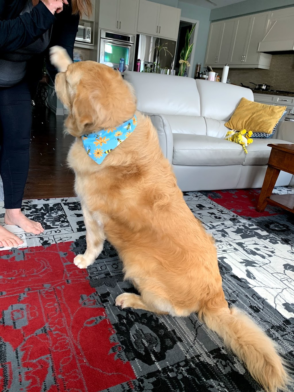 Doggy Spa The | 2940 Charleston Sideroad, Caledon Village, ON L7K 0V9, Canada | Phone: (519) 927-9249