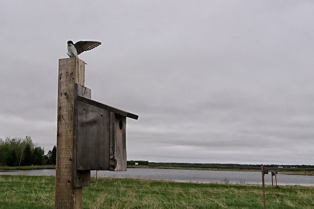 Rosenthal Nature Park | Randolph Rd, Randolph, MB R0A 1L0, Canada | Phone: (204) 424-5845