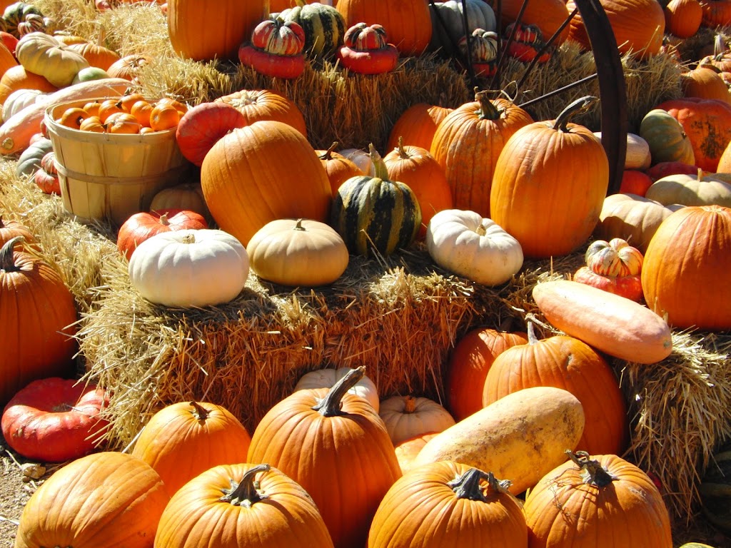 Barefoot Living | 386 Sills Rd, Stirling-Rawdon, ON K0K 3E0, Canada | Phone: (613) 920-2509