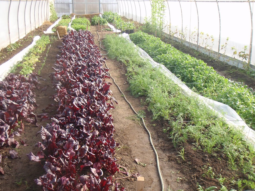 OLD 99 FARM PERMACULTURE SITE | 1580 Old Hwy 99, Dundas, ON L9H 5E3, Canada | Phone: (905) 627-1917