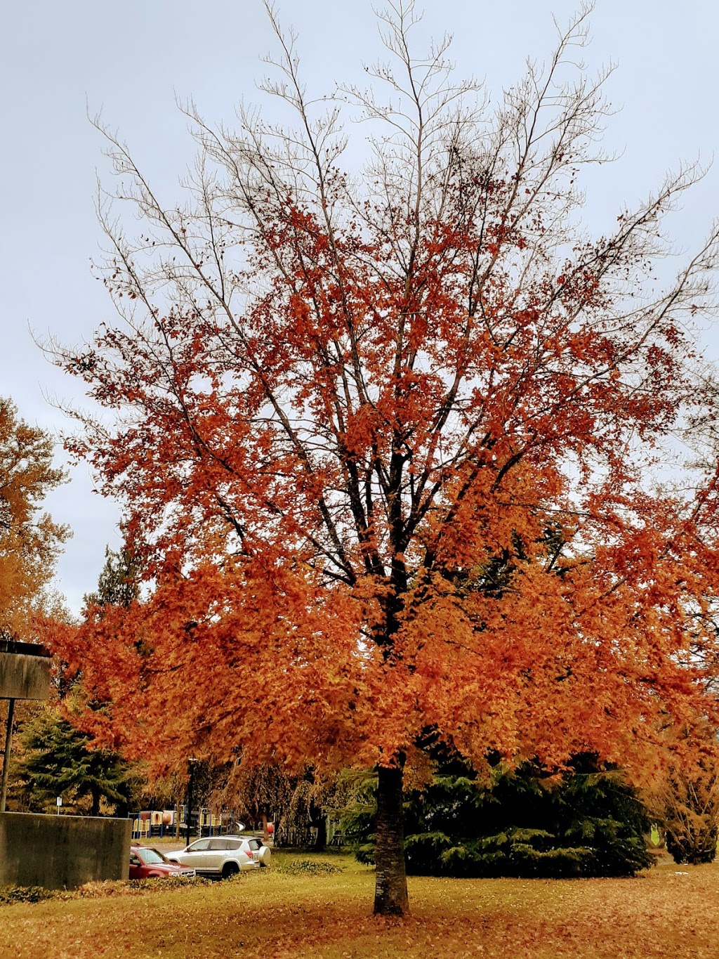 Renfrew Park Pool | 2929 E 22nd Ave, Vancouver, BC V5M 2Y3, Canada | Phone: (604) 257-8388
