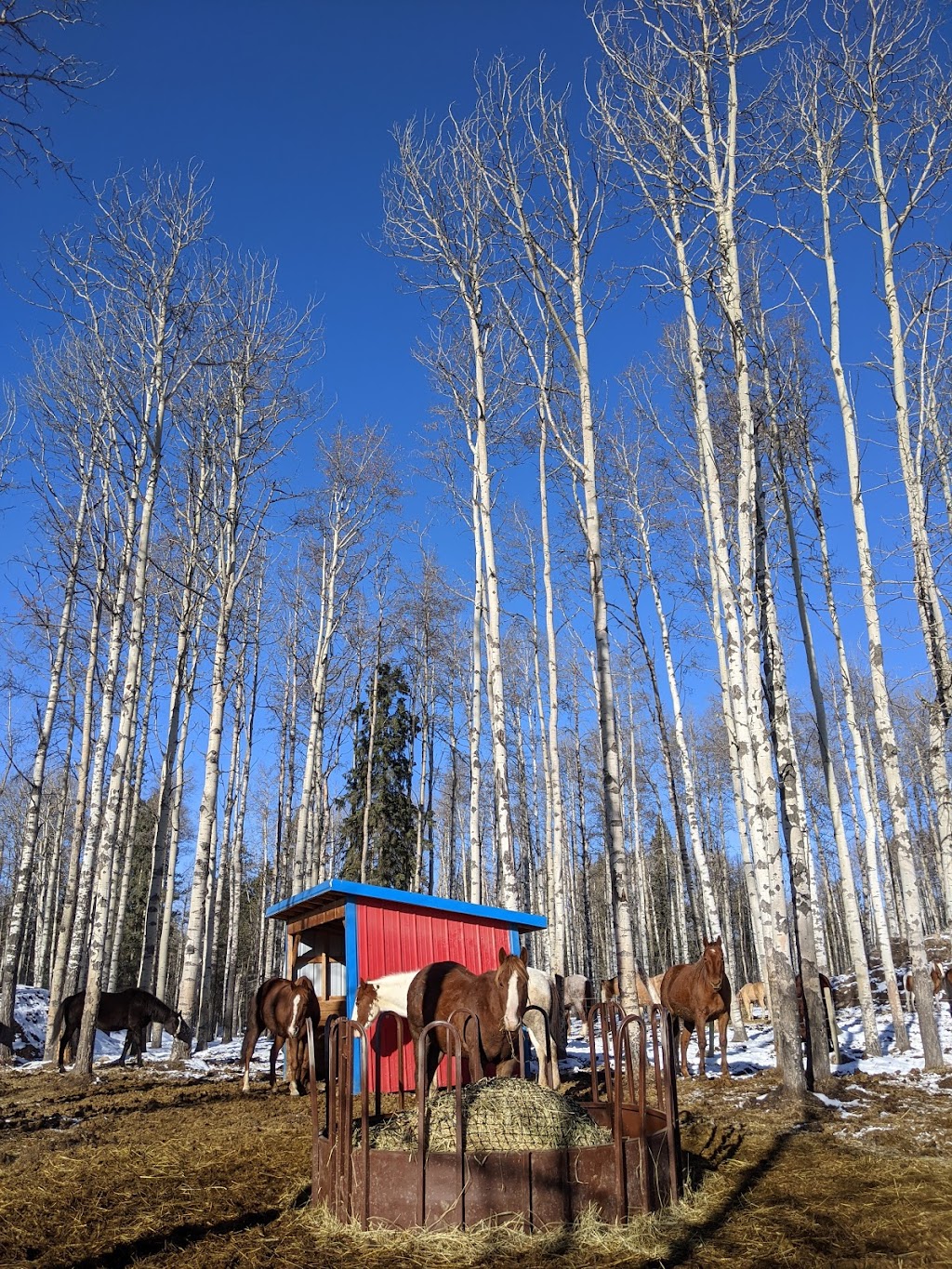 Bear Valley Rescue | Mountain View County, 31123 Range Rd 60, Sundre, AB T0M 1X0, Canada | Phone: (403) 637-2708