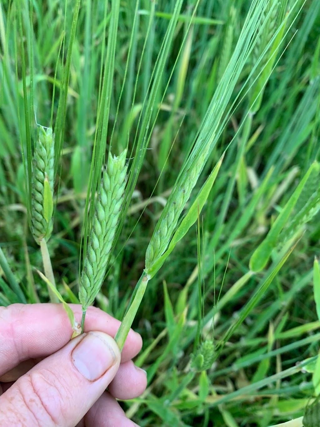 3D Malt Ltd. | 46078, Range Rd 215, New Norway, AB T0B 3L0, Canada | Phone: (780) 608-6618