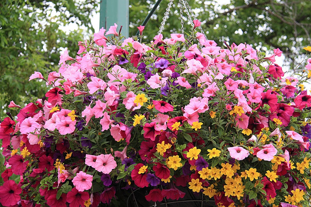 U & K Greenhouses Ltd | 5 Miles North of Indian Head on Highway 56 Call for Hours of Operation, Indian Head, SK S0G 2K0, Canada | Phone: (306) 695-2056