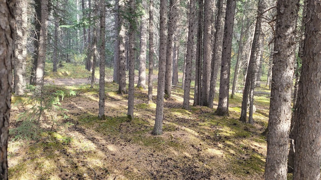 Crescent Falls Provincial Recreation Area | Clearwater County, AB T0M 2H0, Canada | Phone: (855) 721-3975