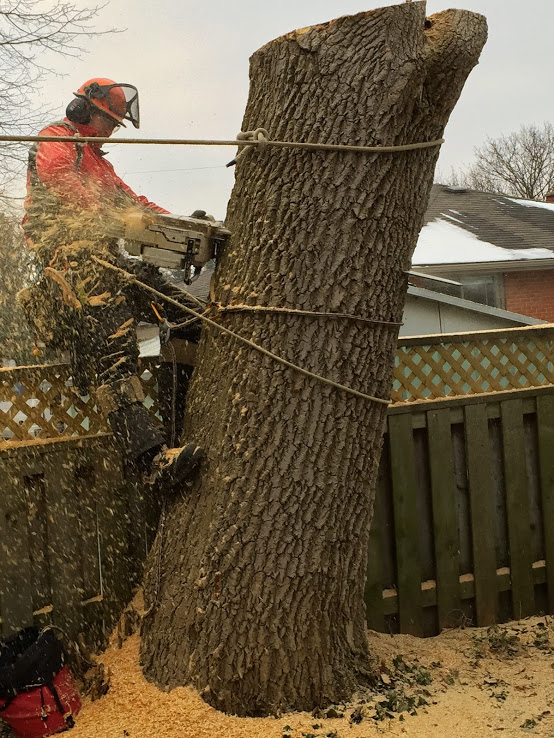 Capella Tree Service | 3 Avra Ct, Guelph, ON N1H 7B2, Canada | Phone: (519) 830-6634