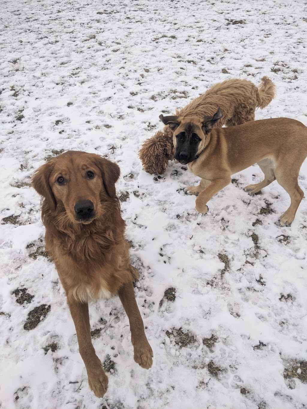 Canadian Canine College | 2097 Windham East Quarter Line Rd, Vanessa, ON N0E 1V0, Canada | Phone: (519) 443-6558