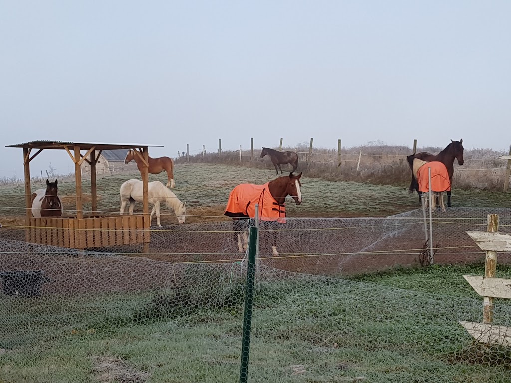 Safe Haven Ranch | 3662 Indian Rd, Shubenacadie, NS B0N 2H0, Canada | Phone: (902) 814-7492