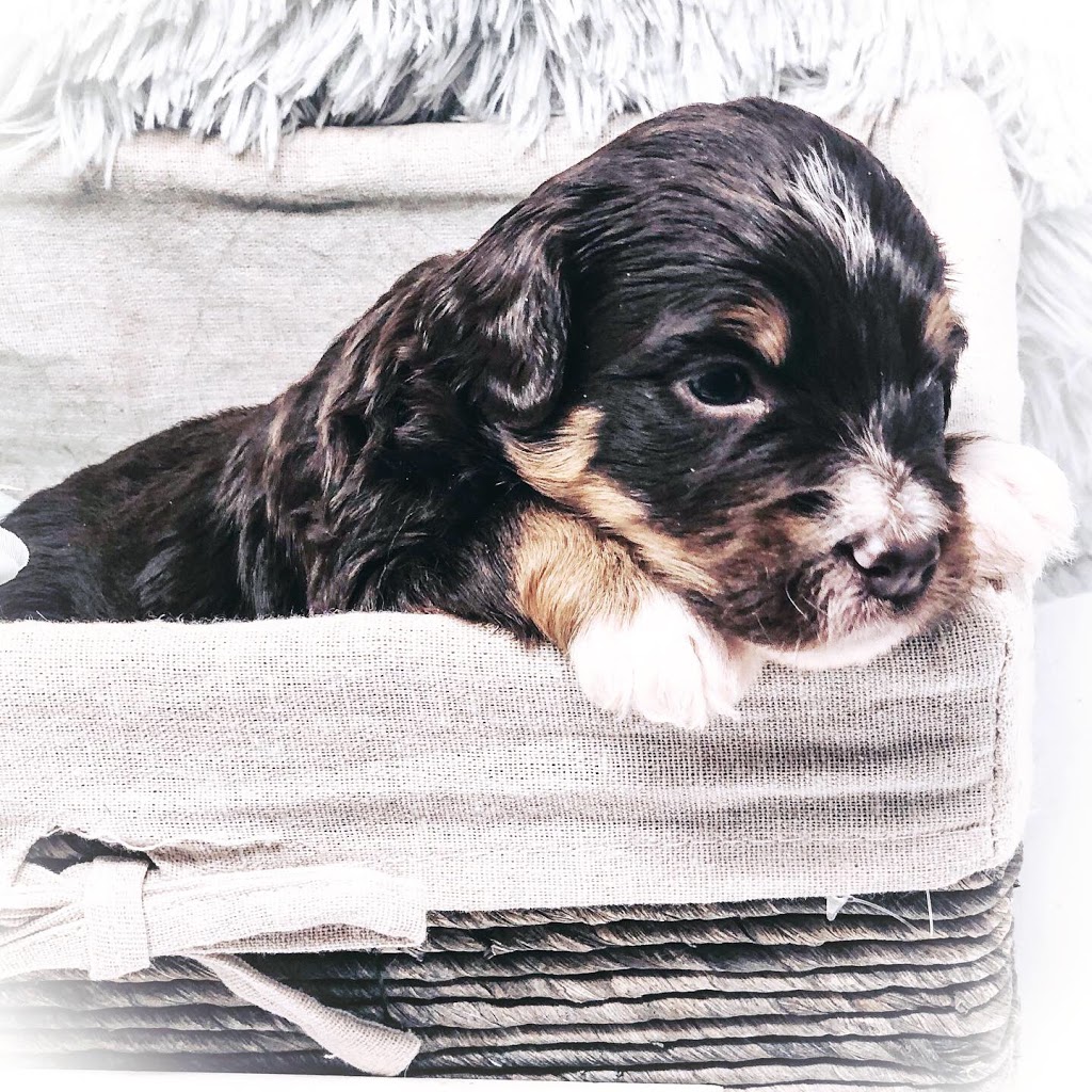 Cloud 9 Doodles | Box 285, Rockyford, AB T0J 2R0, Canada | Phone: (403) 499-8374