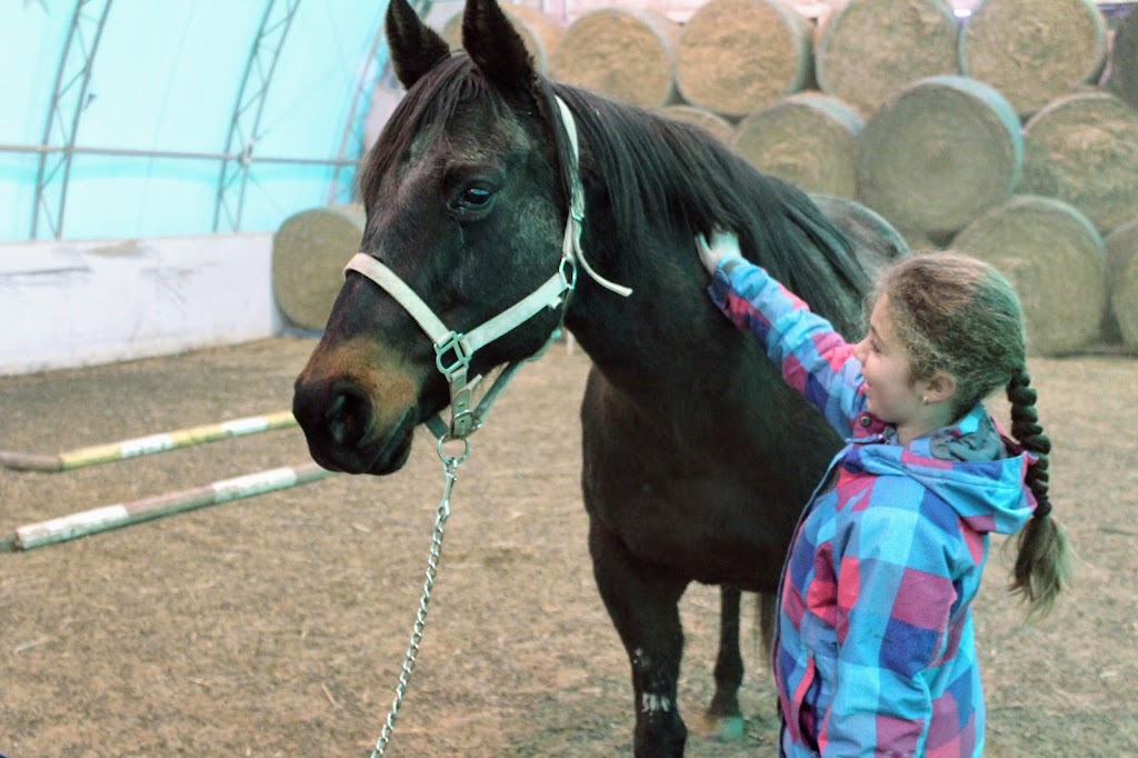 Big Heart Equine | 923 2nd Line, Hagersville, ON N0A 1H0, Canada | Phone: (365) 323-4156