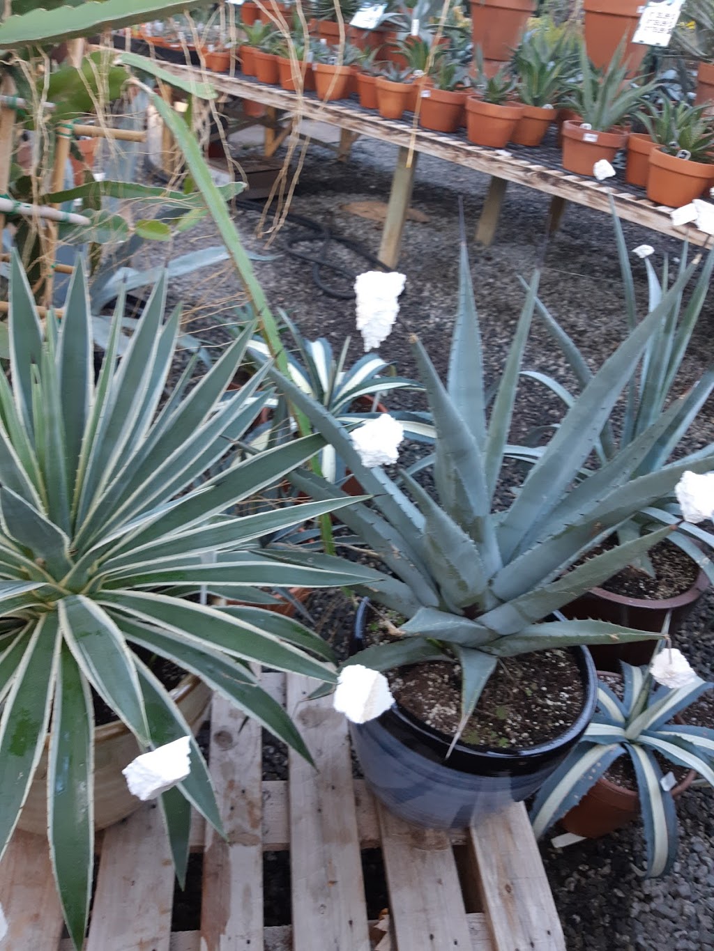 Cactus Fleuri Inc (Le) | 1850 Rang N Ouest, Sainte-Madeleine, QC J0H 1S0, Canada | Phone: (450) 795-3383