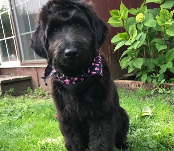 You Lucky Dog Grooming Studio | 4397 Colonel Talbot Rd, London, ON N6P 1B6, Canada | Phone: (519) 709-1687