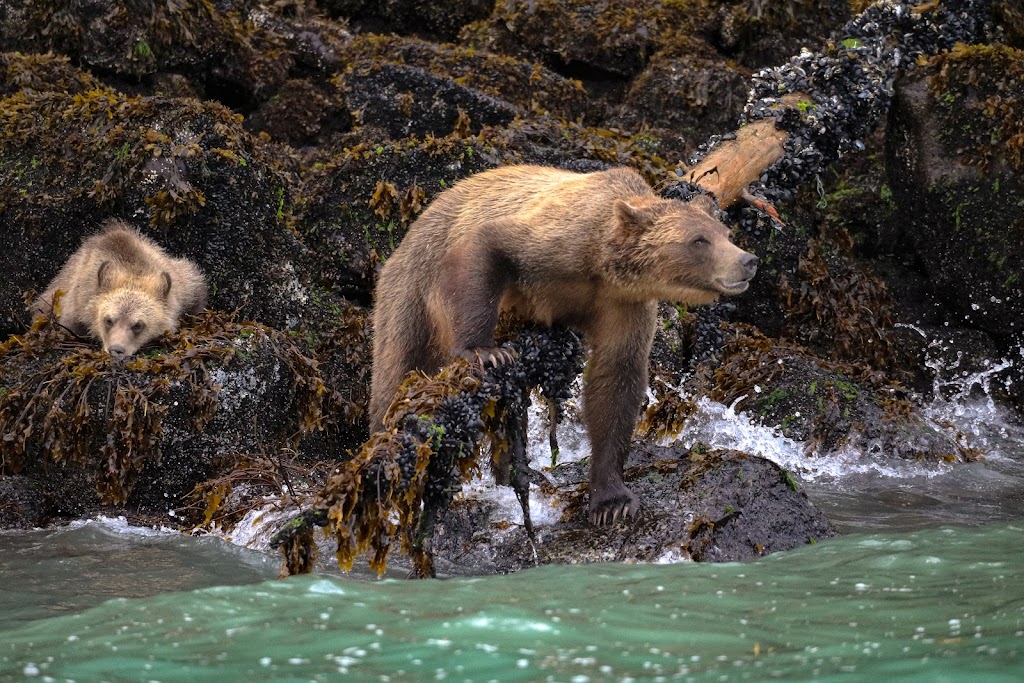 Knight Inlet Grizzly Bear viewing | The Coastal Waters of Southeast Alaska and, Mount Waddington A, BC, Canada | Phone: (250) 337-1953