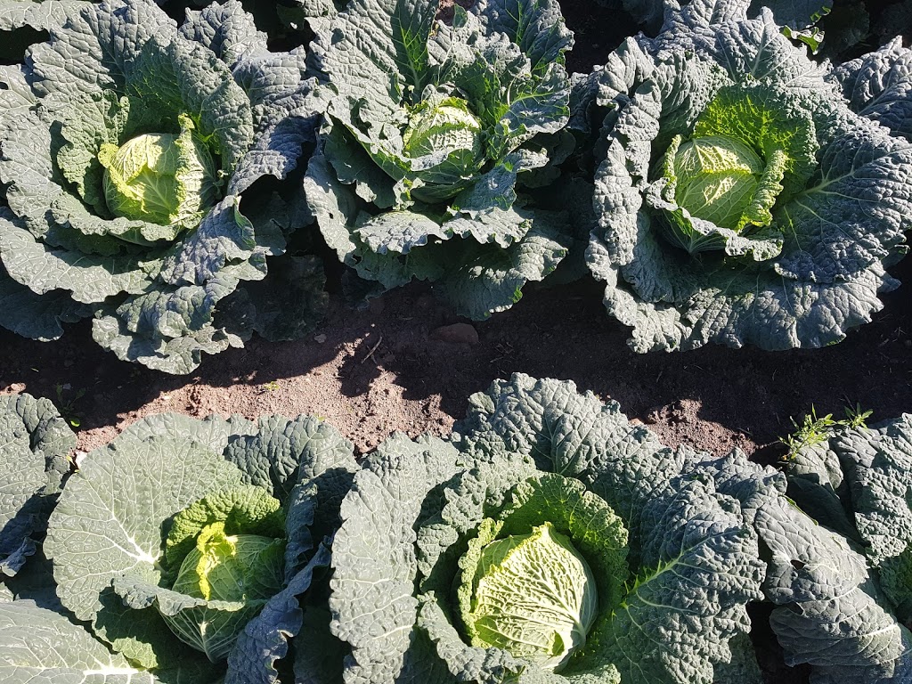 Tindall Farm & Market | 13669 Durham Regional Rd 1, Uxbridge, ON L9P 1R2, Canada | Phone: (416) 805-6760