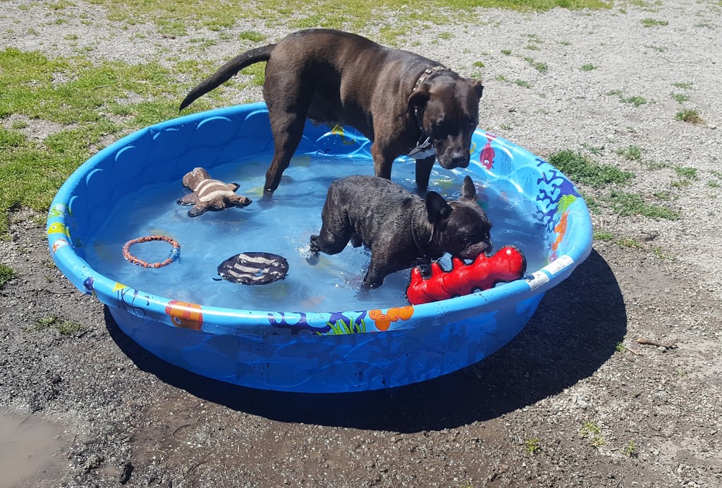 Quayside Dog Area | 6P2, 3 Rialto Ct, New Westminster, BC V3M 6P2, Canada