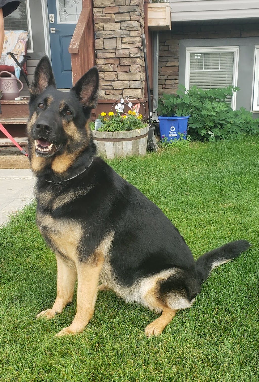 The Fur Fixer | 8 Heron Ct, Penhold, AB T0M 1R0, Canada | Phone: (403) 507-7372