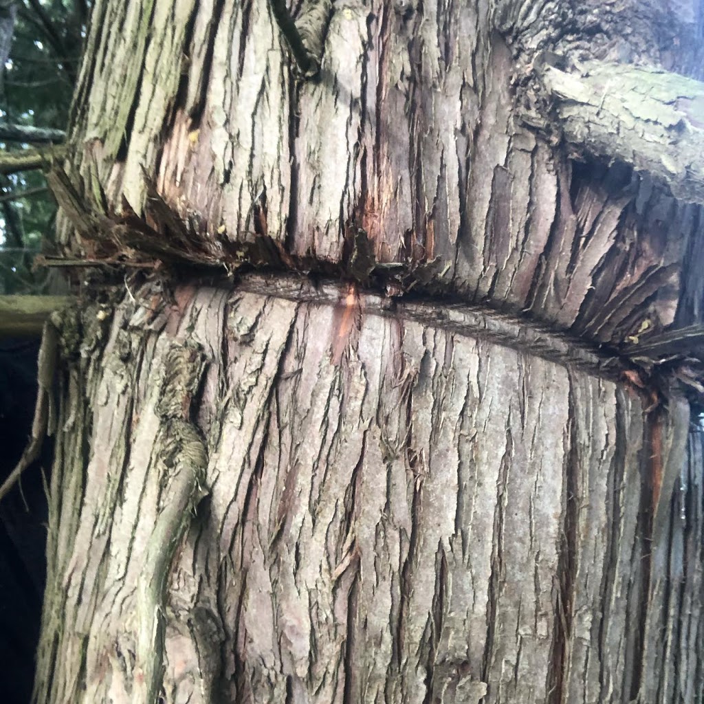 M.Mcconkey Arborist Services Ltd | 34976 Laburnum Ave, Abbotsford, BC V2S 5M7, Canada | Phone: (604) 597-2286