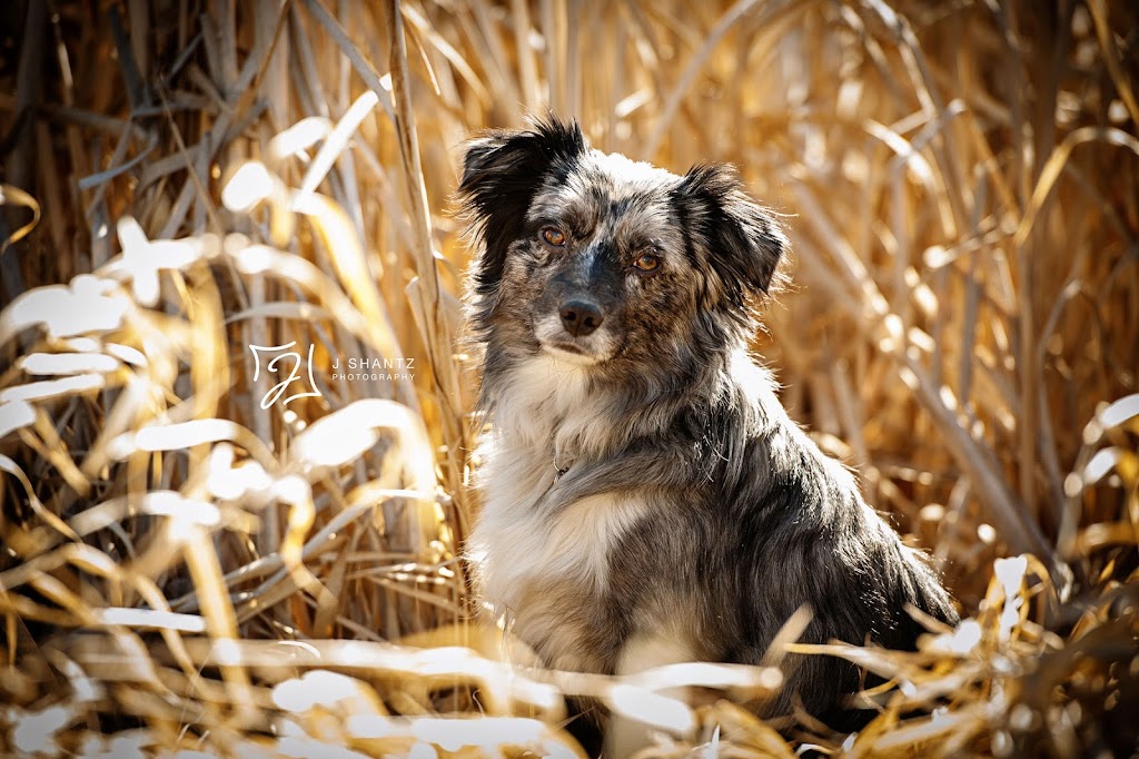 Critter Collections | 35 Eastcott Dr, St. Albert, AB T8N 7B1, Canada | Phone: (780) 499-8182
