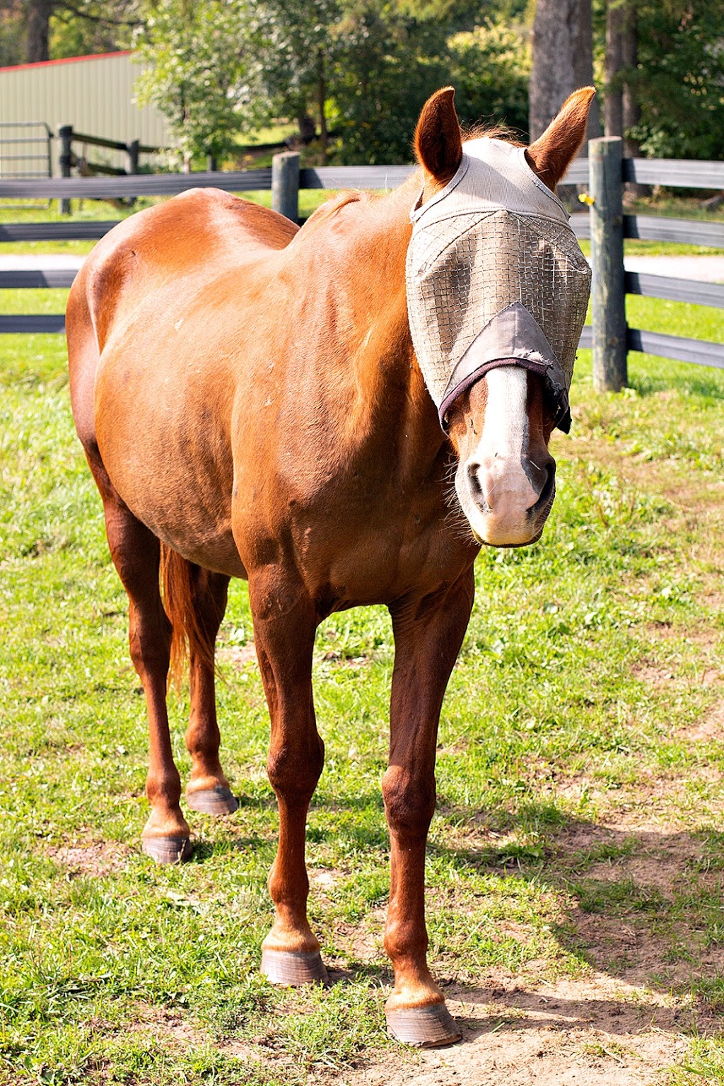 Five Star Ranch | 11233 2 Line, Campbellville, ON L0P 1B0, Canada | Phone: (905) 691-1230