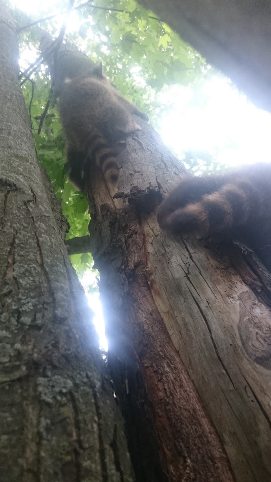 Constance Creek Wildlife Refuge | 2494 Dunrobin Rd, Dunrobin, ON K0A 1T0, Canada | Phone: (613) 222-4719