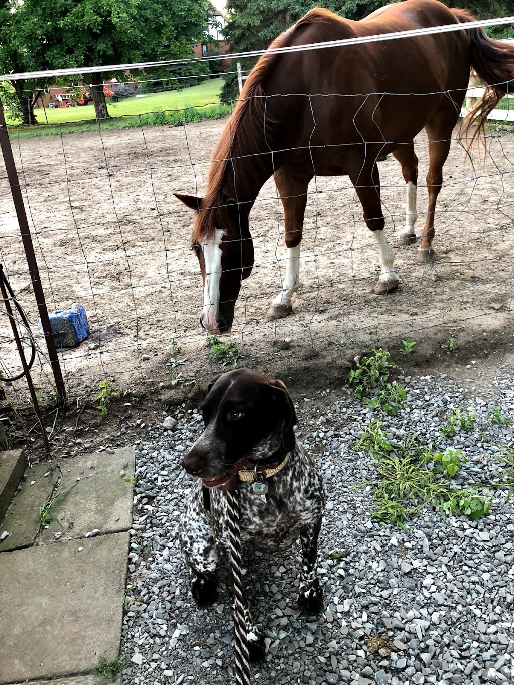 K9 Pest Management Group Inc. | 6311 12th Line, Alliston, ON L9R 1V4, Canada | Phone: (905) 729-4554