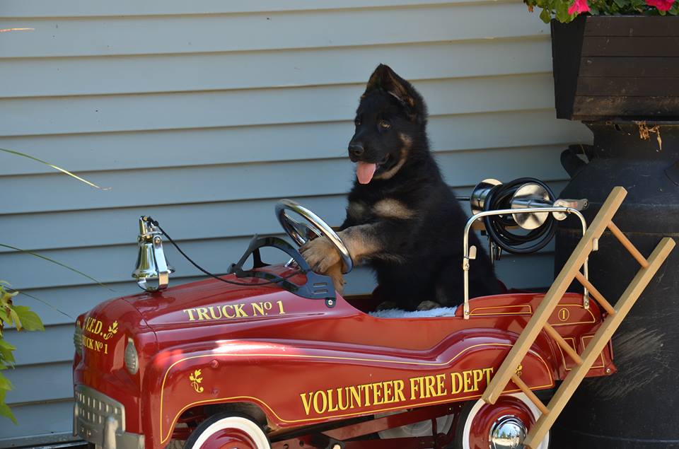 Woodside German Shepherds | 1722 252 St, Aldergrove, BC V4W 2E3, Canada | Phone: (604) 607-7888