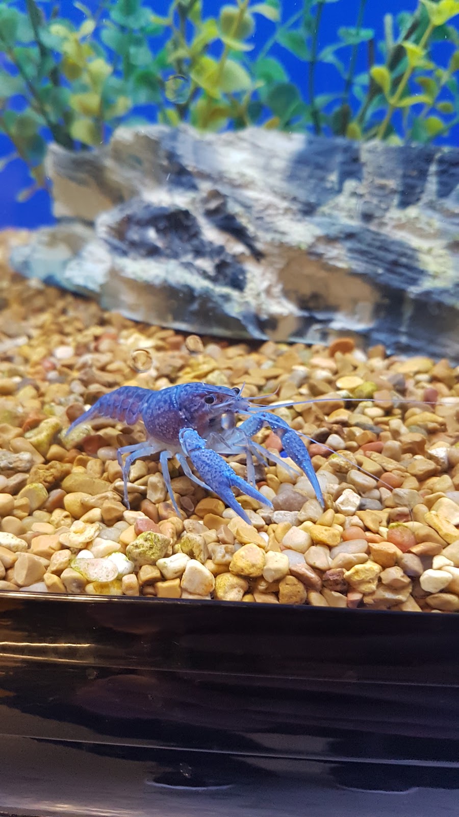 PetSmart | 102 Warren Ave E, Penticton, BC V2A 8X3, Canada | Phone: (250) 493-0573