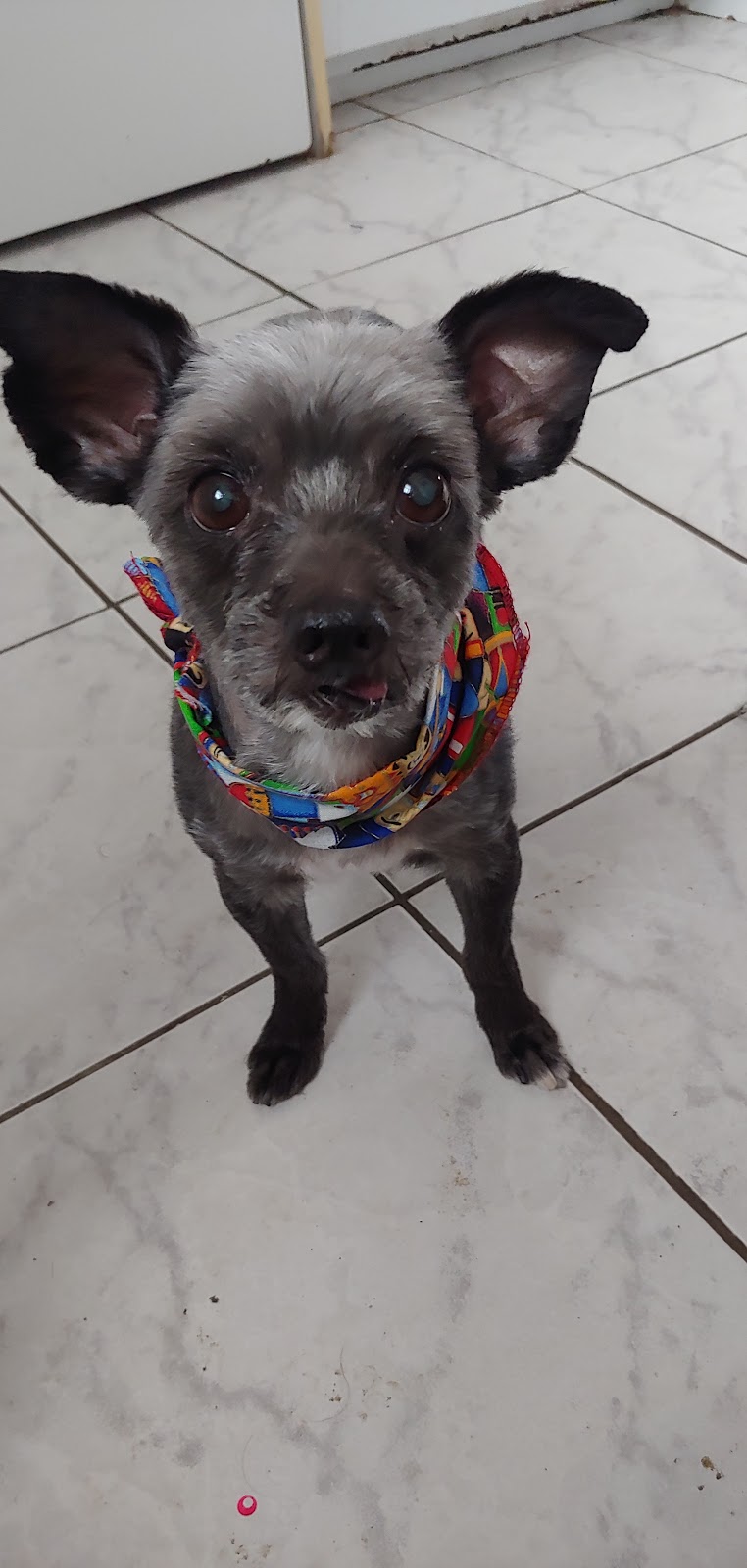 Salon Canin | 1443 Bd Pie-XI S, Québec, QC G3K 1H2, Canada | Phone: (418) 683-1121