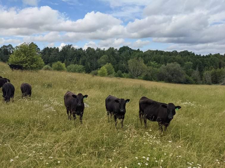 Wildridge Wagyu | 1854 14 Line, Gilford, ON L0L 1R0, Canada | Phone: (519) 831-9572